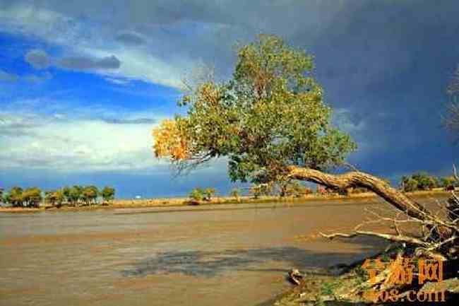 沙漠胡杨,图五