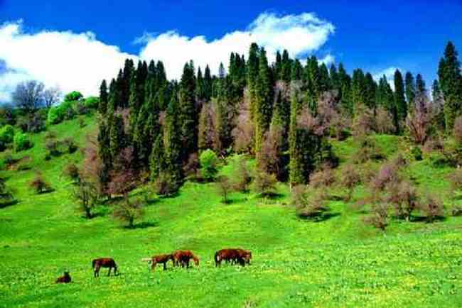 新疆大莫乎尔转场,图十一