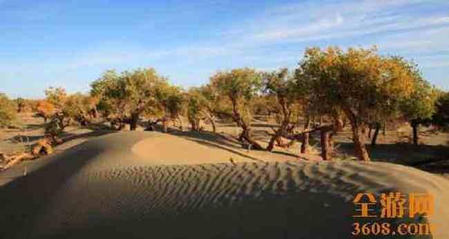 沙漠胡杨,图十九