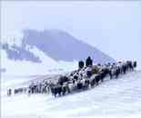 新疆霍城風(fēng)光