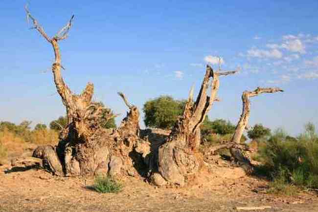 艾比湖畔的胡杨林,图三