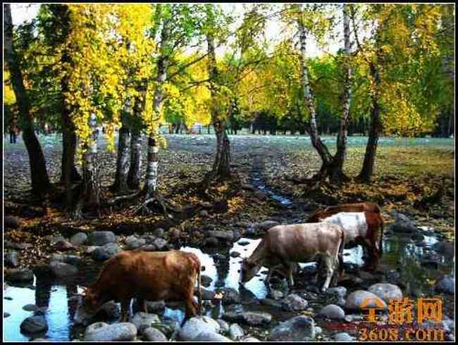 新疆禾木村风光,图九