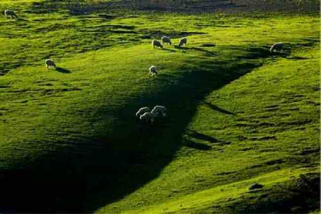 新疆江布拉克草原风光,图二十
