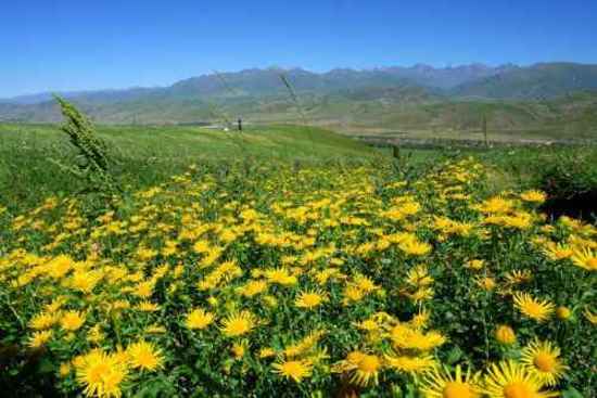 新疆---伊犁那拉提大草原,图二