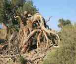 艾比湖畔的胡楊林