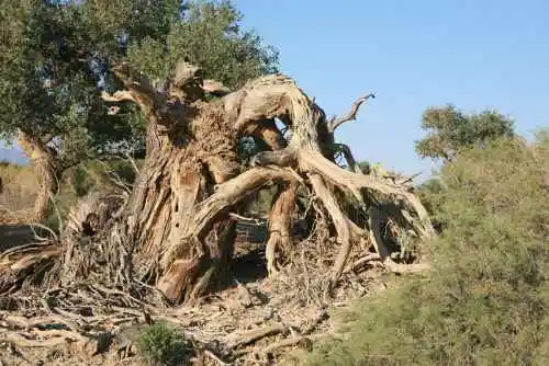 艾比湖畔的胡杨林