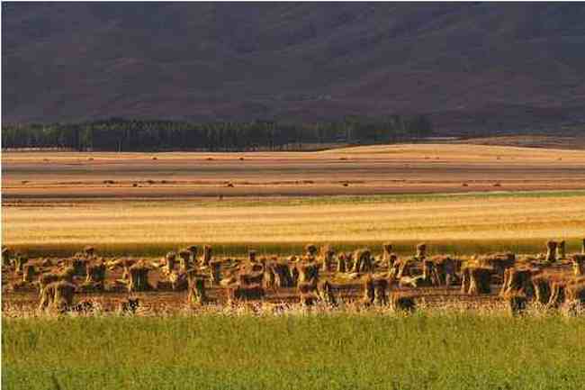 新疆伊犁行,圖二