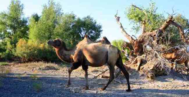 艾比湖畔的胡杨林,图七