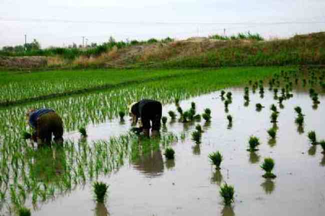 新疆米泉稻乡,图四