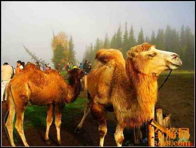 新疆北疆风光,图十八