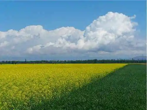 新疆库尔德宁风光