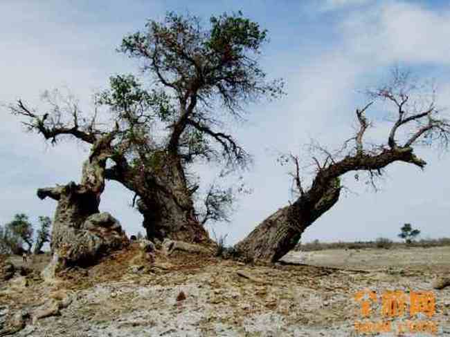 甘家湖神韵,图十一