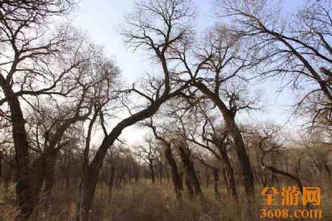 新疆自驾之旅（五）,图十八