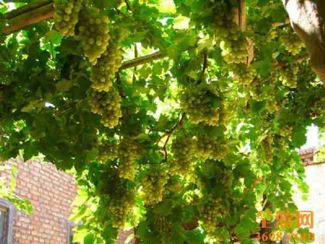 葡萄沟风光,图一