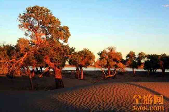 沙漠胡杨,图十三