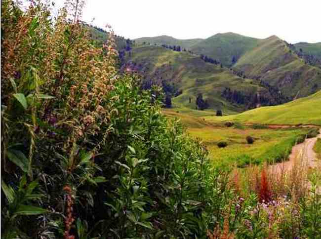 新疆夏尔希,图五