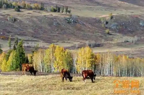 世外桃源白哈巴