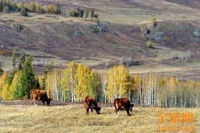 世外桃源白哈巴,图十一