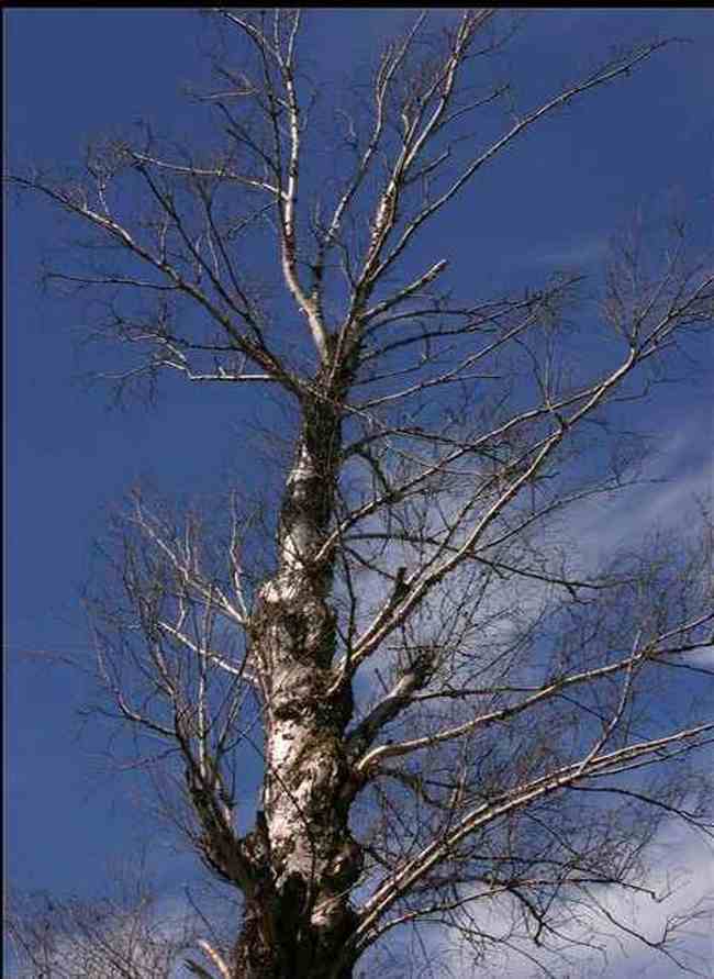 新疆依犁风光,图三