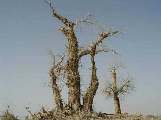 新疆羅布泊枯死的樹(shù)