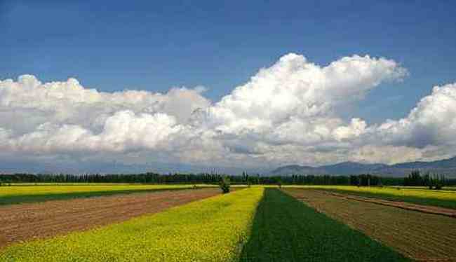 新疆伊犁油菜花田,图三
