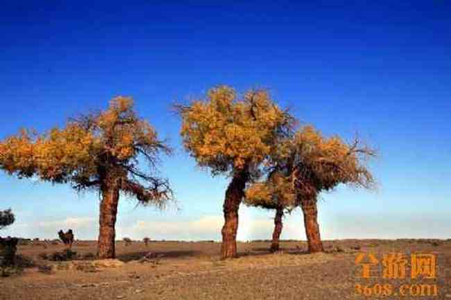 沙漠胡杨,图一