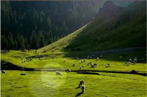 新疆江布拉克草原风光