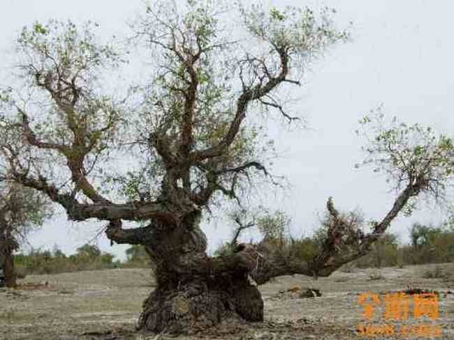 甘家湖神韵,图六