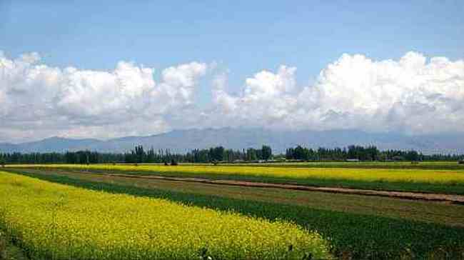 新疆伊犁油菜花田,图二