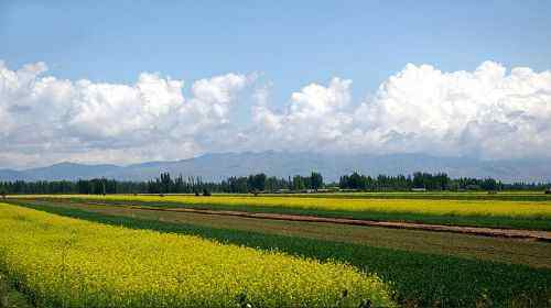 新疆伊犁油菜花田,图二