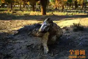 怪树林胡杨