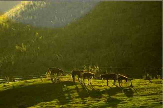 新疆江布拉克草原风光,图三