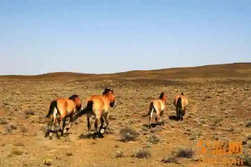 北疆风光—阿勒泰