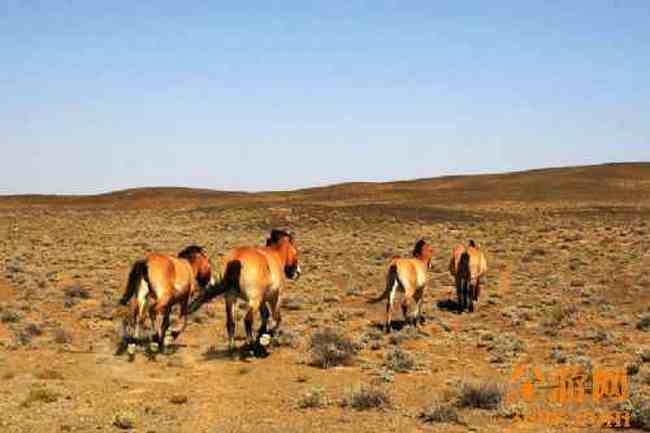 北疆风光—阿勒泰,图九