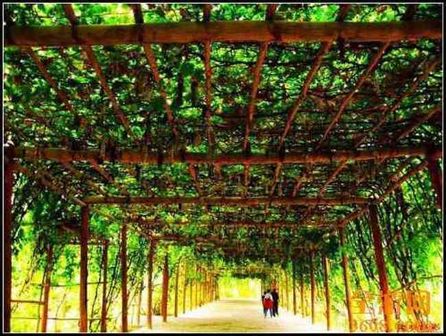 新疆吐鲁番,图一