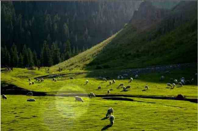 新疆江布拉克草原风光,图一