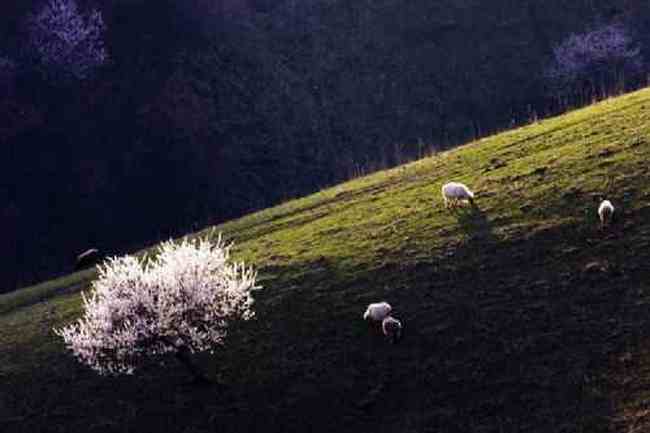 新疆新源县 原始杏树沟,图五
