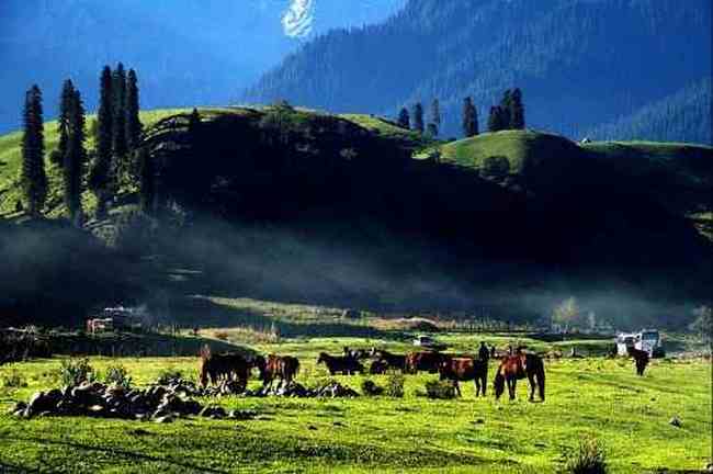 新疆恰西牧场,图一