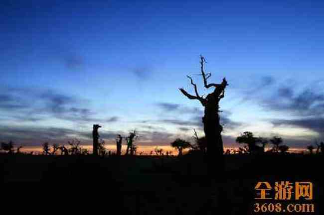 怪树林胡杨,图五