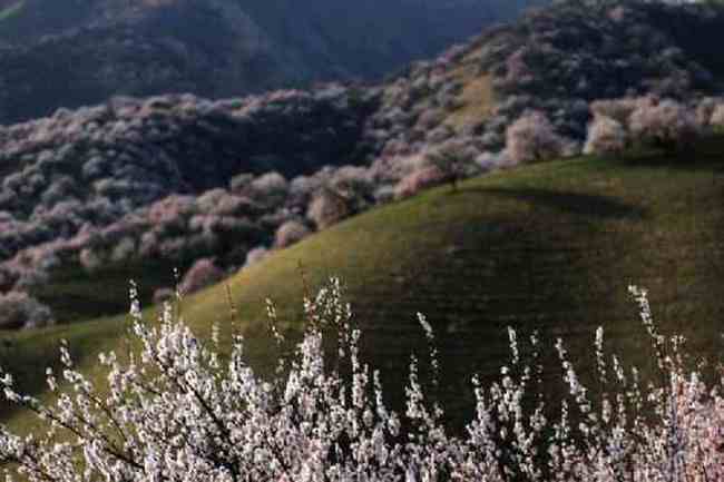 新疆新源县 原始杏树沟,图三