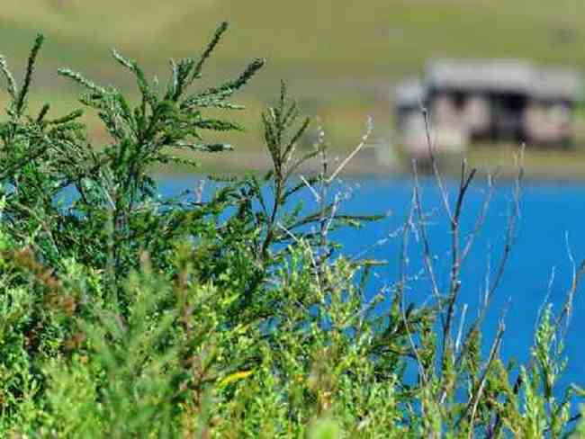 新疆草原（下）,图二