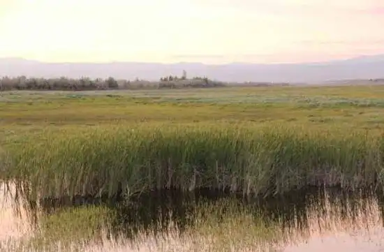 哈巴河：金色芦苇荡