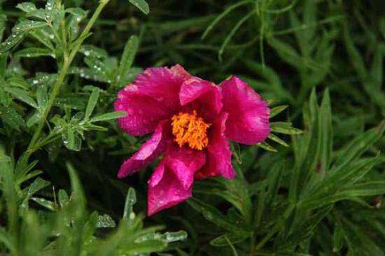 五月塔城山花节-巴尔鲁克山芍药谷(组图),图二