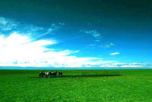 新疆巴音布鲁克草原,图八