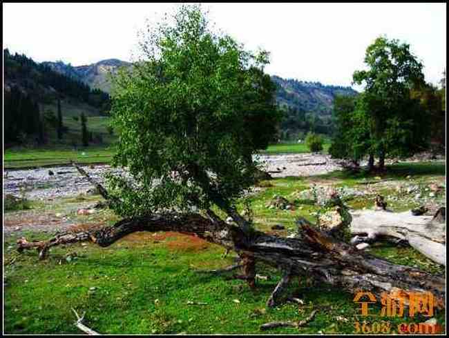 新疆库尔德宁,图二