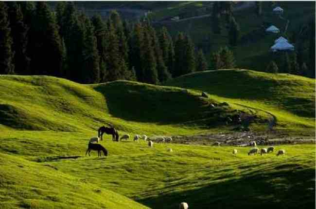 新疆江布拉克草原风光,图六