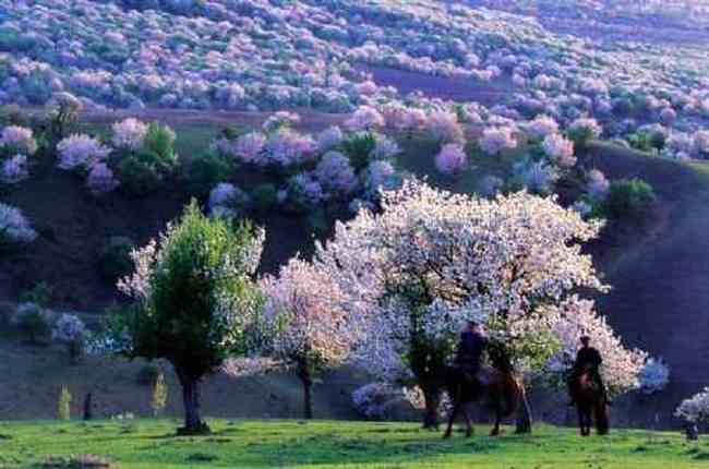 新疆新源县 原始杏树沟,图二