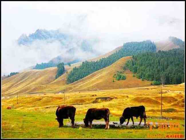 新疆北疆风光,图二十六