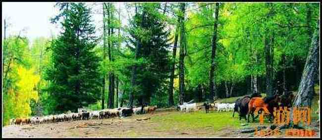 新疆北疆风光,图