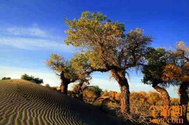沙漠胡杨,图九